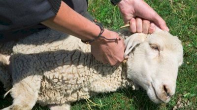 هل توزع العقيقة أم تطبخ؟.. اعرف طريقة التوزيع الصحيحة في الإسلام