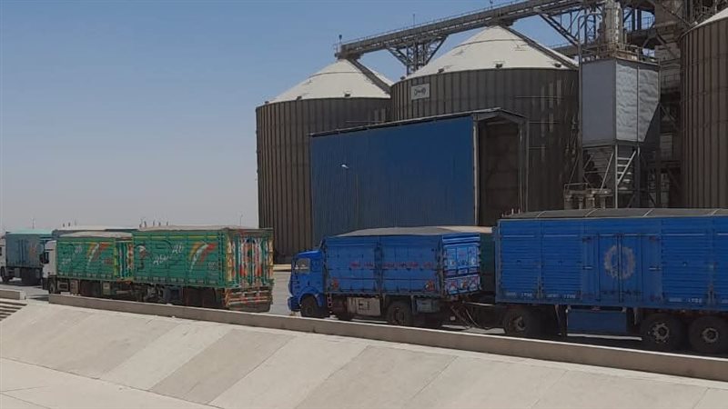 توريد محصول القمح