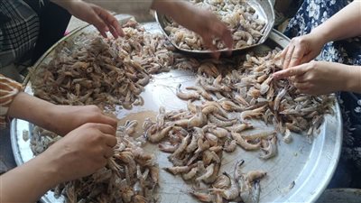 تقشير الجمبري: معركة يومية لسيدات 