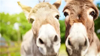 يستهلك طعامًا بـ 3 آلاف جنيه.. نقيب الفلاحين يكشف سبب تراجع أعداد الحمير بمصر