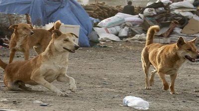 التصدي لجرائم الاعتداء على الحيوانات.. ماذا قال الإسلام عن تعذيبها وقتلها؟ 