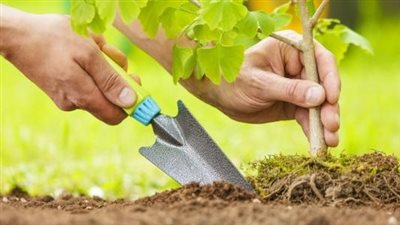 في اليوم العالمي لزراعة الأشجار.. هذه النباتات لا تزرعها بمنزلك في الصيف