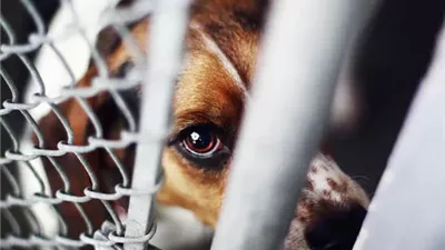 بسمة أحمد: إنقاذ الحيوانات مسؤولية إنسانية .. وبلاغات عن تعذيب الكلاب 