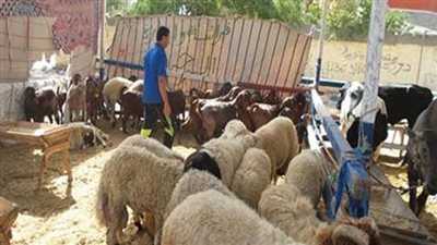 التموين: توفير الخراف الحية والمذبوحة عبر الجمعيات التعاونية وتكثيف الحملات ال