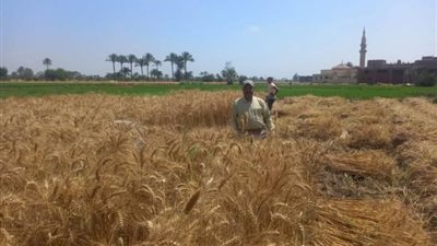 صوامع الشرقية تستقبل حوالي 400 ألف طن قمح منذ انطلاق موسم الحصاد