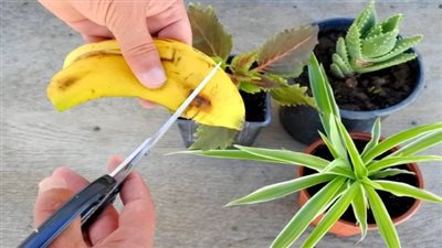 قشور الموز… كيف تتحول إلى سماد سحري لتغذية نباتاتك المنزلية؟