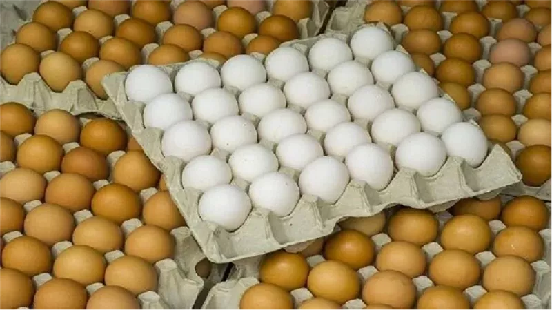 إنتاجية البيض