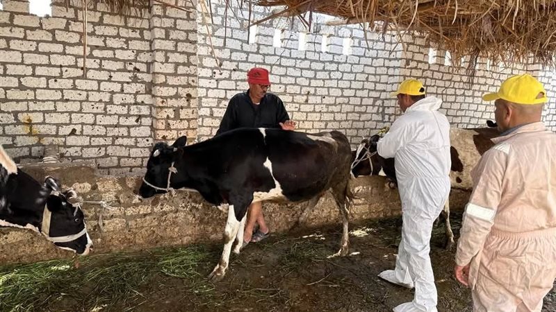 خلال فحص المواشي