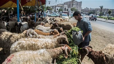 أسعار الأضاحي في عيد الأضحى 2025 بمختلف محافظات مصر.. بكام الخروف البلدي؟