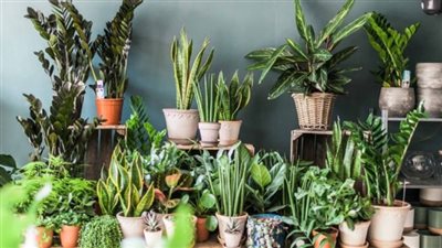 فى اليوم العالمي لصحة النبات.. 5 نباتات تساعد فى تهوية المنازل خلال الصيف