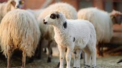  دليل شامل.. اعرف مواصفات الأضاحي الصالحة للذبح فى عيد الأضحى المبارك