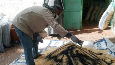 زراعة المنيا: حملة لمكافحة القوارض عقب حصاد المحاصيل الشتوية