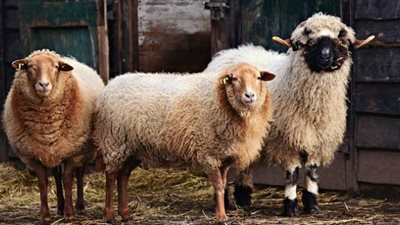 اغرب سباق في العالم..يوليجال للخراف.. عندما تتحول المراعي إلى مضمار للمنافسة