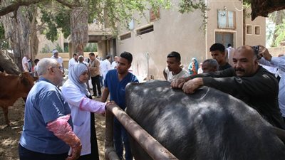 علاج 1045 حالة ماشية مجانا ضمن القافلة البيطرية بالفيوم