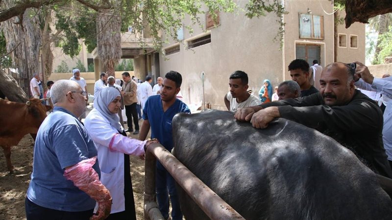 جانب من القافلة البيطرية