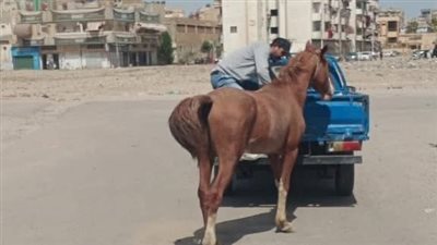 حملة موسعة لمكافحة الدواب الهائمة في المناطق الحيوية بمناخ بورسعيد 