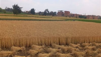 توريد 444 ألف طن من القمح المحلي لشون وصوامع الشرقية