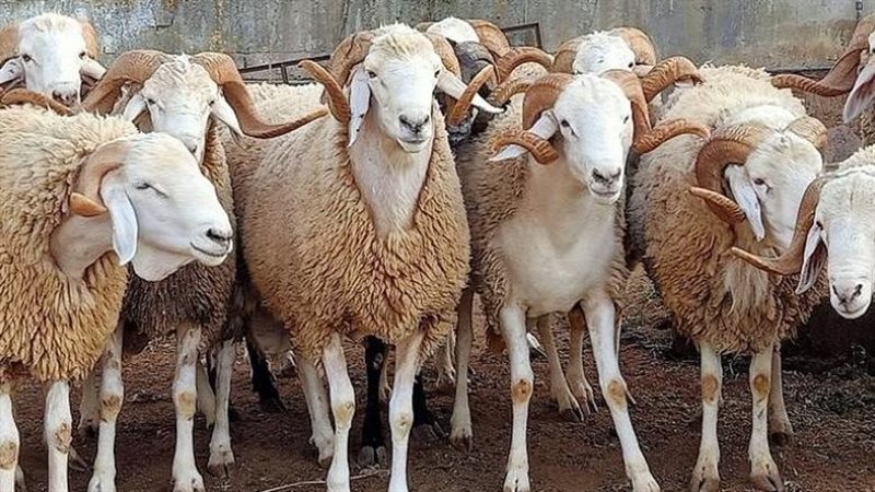 يجوز إهداء لحم الأضحية