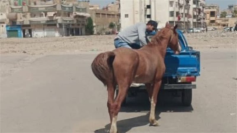جانب من الحملة
