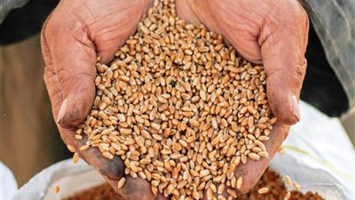 توريد 130 ألف طن قمح منذ بدء موسم الحصاد في سوهاج 