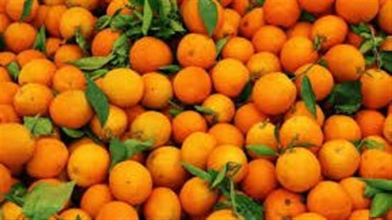 البرتقال