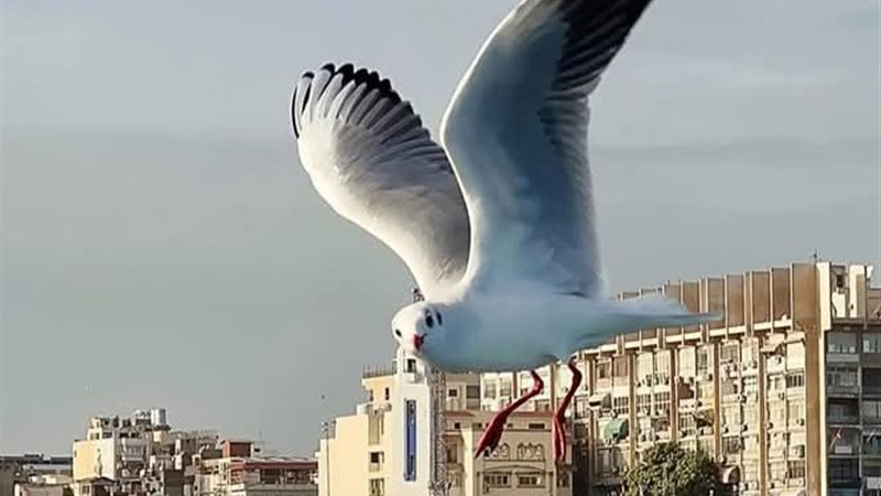 صورة أرشيفية من بورسعيد