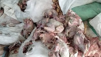 ضبط مصنع مواد غذائية يستخدم حيوانات وطيور«نافقة» بمنشأة القناطر| صور 