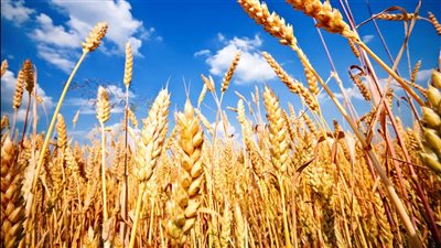  وصول توريدات القمح المحلي إلى 2.5 مليون طن منذ بدء الموسم |فيديو