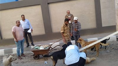 كلاب تهاجم فتاة.. وحملات لتطعيمها ضد السعار في دمياط |صور