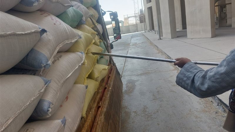 توريد محصول القمح
