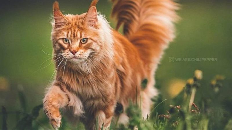 كشف لغز القطط البرتقالية لماذا