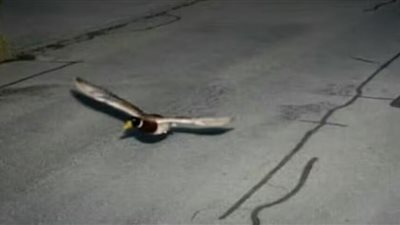 «البطة الجاسوسة» تثير قلق الأوساط الاستخباراتية فى سويسرا