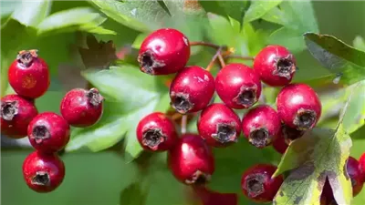  6 فوائد صحية لتوت الزعرور البري.. وتحذير خاص لمرضى القلب