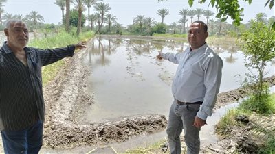 رصد زراعة أرز مخالفة للقانون في قرية قصر بياض بالفيوم  