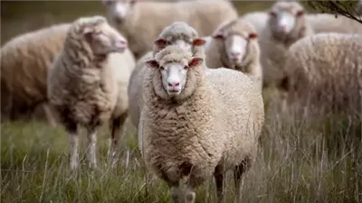 هل يجوز الجمع بين الأضحية والعقيقة؟ دار الإفتاء توضح الحكم الشرعي