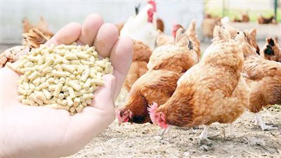 مبيدات حشرية و سموم فطرية.. ماذا تخفي صناعة الدواجن عن المستهلكين؟ 