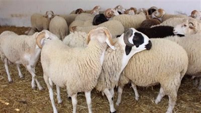 ما السن الشرعي للأضحية؟ فتوى رسمية توضح الأعمار والوزن المعتبر شرعًا