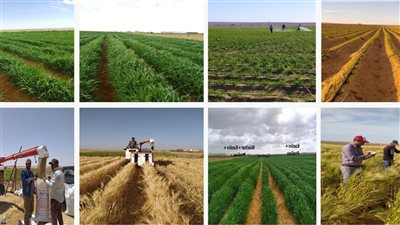 أكاديمية البحث العلمي تعلن إطلاق المرحلة الثانية من المزرعة البحثية النموذجية 