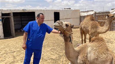 بحوث الصحراء يطلق قافلة بيطرية لتحسين صحة الثروة الحيوانية في الشيخ زويد 