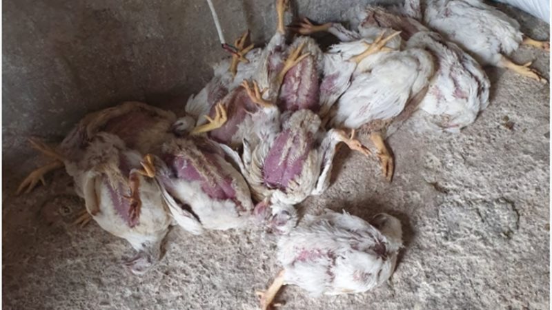 نفوق الطيور