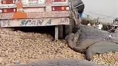 انقلاب تريلا محملة بالبطاطس على الطريق الزراعي ببركة السبع  بالمنوفية