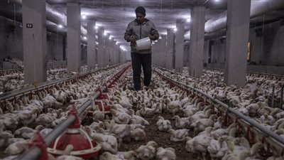 تفاصيل أزمة نفوق الدواجن في مصر.. هل بسبب الحر أم فيروس وبائي؟