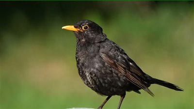 فيروس “أوسوتو” البعوض يعض والزرزور يدفع الثمن لطيور بريطانيا