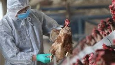 تفشي إنفلونزا الطيور.. المكسيك والصين تعلنان تعليق واردات الدواجن من البرازيل