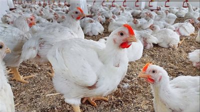 شعبة الدواجن: انخفاض مرتقب فى الأسعار مع قرب عيد الأضحى