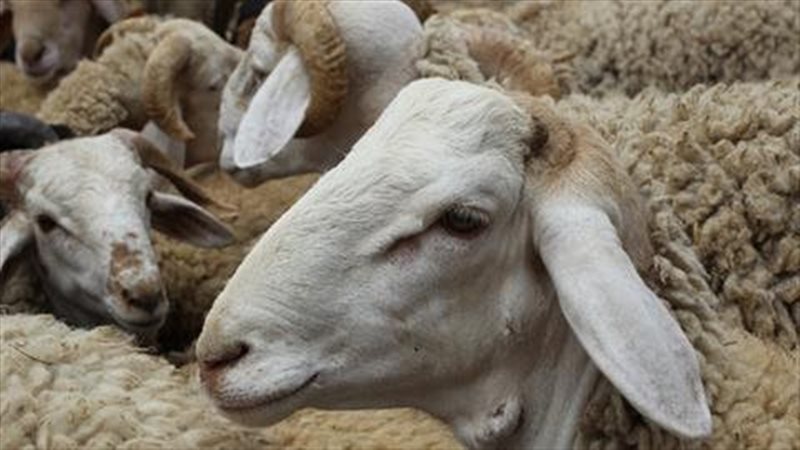 الاضحية